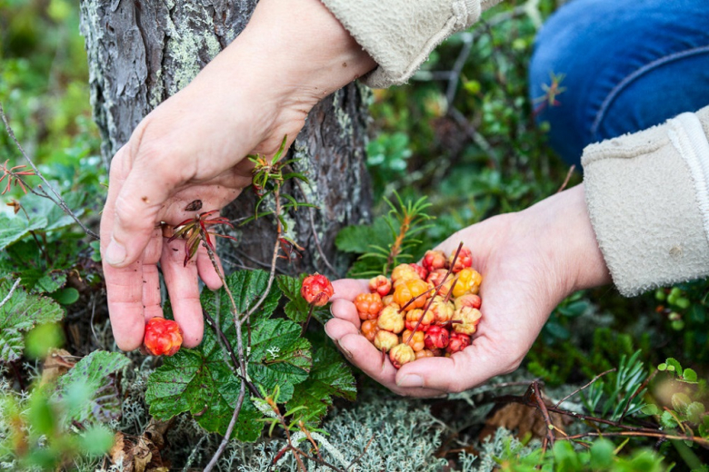 Дикие ягоды в Карелии подешевели более чем на треть